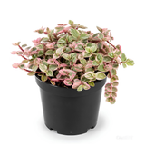Succulent Plant Live, Callisia Repens Pink Lady Turtle Vine in 4" Pot, High-Vigor Low Maintenance Indoor Plant for Hanging Baskets