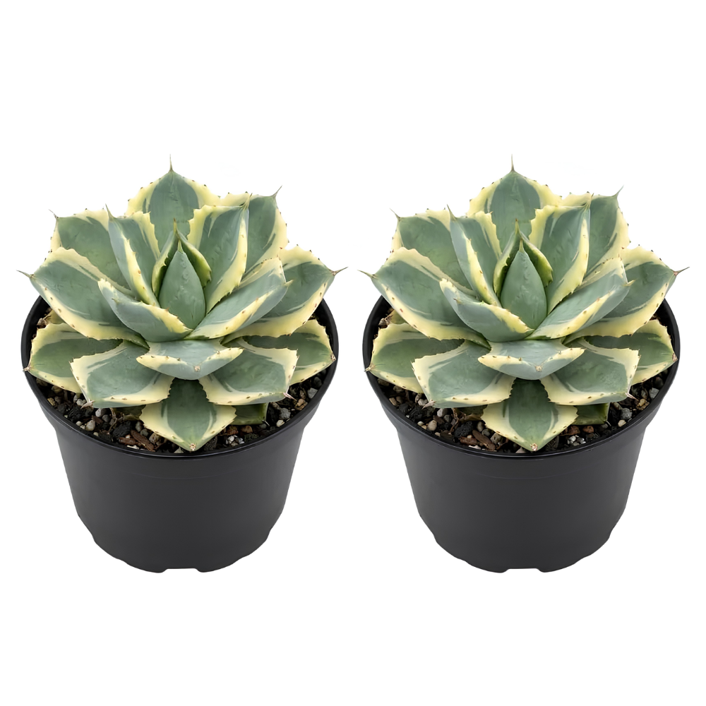 2 Live Succulent Plant, Variegated Agave in 4 Inch Pot, Dwarf Agave Isthmensis Plant for Living Rooms & Patio, Easy to Care Drought Tolerant Decor