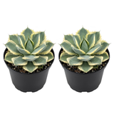 2 Live Succulent Plant, Variegated Agave in 4 Inch Pot, Dwarf Agave Isthmensis Plant for Living Rooms & Patio, Easy to Care Drought Tolerant Decor
