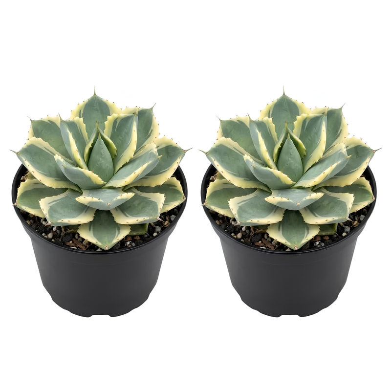 2 Live Succulent Plant, Variegated Agave in 4 Inch Pot, Dwarf Agave Isthmensis Plant for Living Rooms & Patio, Easy to Care Drought Tolerant Decor
