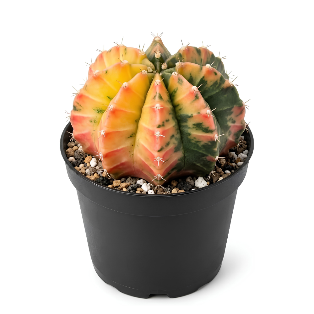 Gymnocalycium Mihanovichii Variegated Cactus, 4" Pot, Low Maintenance Colorful Plant for Home Office & Desk Décor