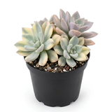 Succulent Plant Live, Variegated Graptopetalum Ghost Plant, 4" Pot, Easy to Care Pet-Friendly Décor, Low Maintenance Succulent for Indoor Spaces