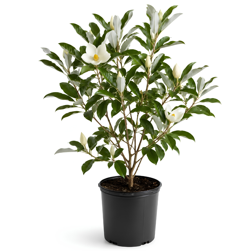 (No Ship to CA,HI,AK) Sweetbay Magnolia Tree, 3 Gallon Potted Plant, 3 Ft Tall, High-Vigor Cold-Hardy Flowering Shrub for Home Landscapes, Tree for Wet Soils with Lemon-Scented Blossoms