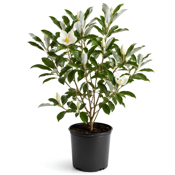 (No Ship to CA,HI,AK) Sweetbay Magnolia Tree, 3 Gallon Potted Plant, 3 Ft Tall, High-Vigor Cold-Hardy Flowering Shrub for Home Landscapes, Tree for Wet Soils with Lemon-Scented Blossoms