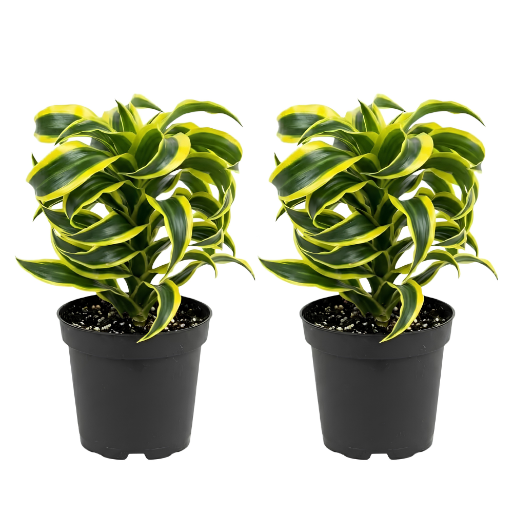 2 Dracaena Tornado Plant, 4" Pot, Easy to Care Low Light Adaptable Décor, Robust Tropical Houseplant, Sturdy Upright Growth