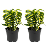 2 Dracaena Tornado Plant, 4" Pot, Easy to Care Low Light Adaptable Décor, Robust Tropical Houseplant, Sturdy Upright Growth