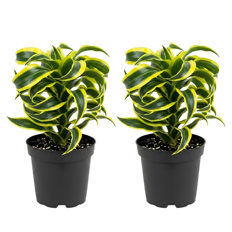 2 Dracaena Tornado Plant, 4" Pot, Easy to Care Low Light Adaptable Décor, Robust Tropical Houseplant, Sturdy Upright Growth
