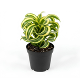 Dracaena Tornado Plant, 4" Pot, High-Vigor Low Maintenance Houseplant for Bright Windowsills, Striking Swirling Dark Green Foliage