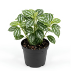 Pilea Cadierei Aluminum Plant, 4" Potted Houseplant, Low Maintenance Houseplant, Robust Sturdy Starter with Metallic Patterned Leaves