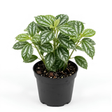 Pilea Cadierei Aluminum Plant, 4" Potted Houseplant, Low Maintenance Houseplant, Robust Sturdy Starter with Metallic Patterned Leaves
