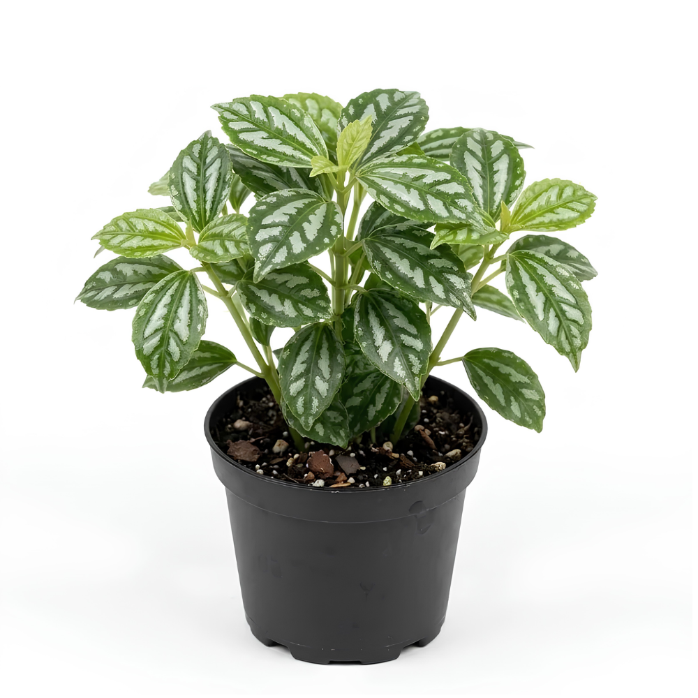 Pilea Cadierei Aluminum Plant, 4" Potted Houseplant, Low Maintenance Houseplant, Robust Sturdy Starter with Metallic Patterned Leaves
