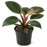 Pink Princess Philodendron Live Plant, 4" Pot, Vigorous Tropical Houseplant with Bright Pink Foliage for Living Rooms & Shelves, Easy to Care
