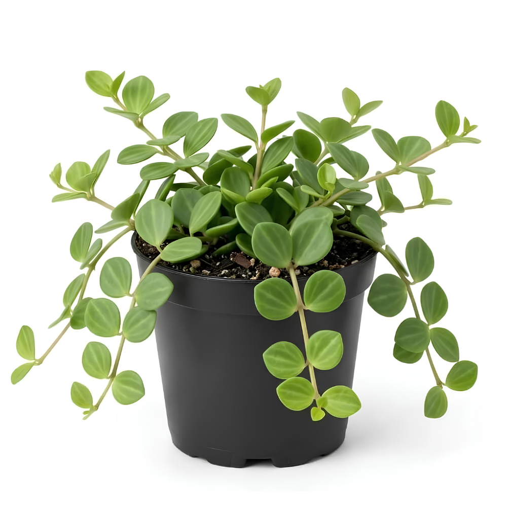 Peperomia Hope Plant in 4'' Inch Pot, Low-Maintenance Peperomia Live Plant, Ideal Plant for Home & Office