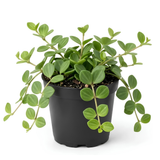 Peperomia Hope Plant in 4'' Inch Pot, Low-Maintenance Peperomia Live Plant, Ideal Plant for Home & Office