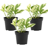 3 Pothos Live Plant, Pothos N’Joy in 2 Inch Pot, Easy Care Indoor Plant for Tabletop Displays, Gifting and Houseplant Collections