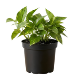 Golden Pothos Plant Live, 6 Inch Pot, Potted Ivy Plant Indoor, Long Trailing Vine for Home and Office Décor