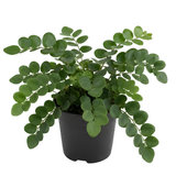 Button Fern Live Plant, Live Fern Plants in 2 Inch Pot, Air-Purifying, Low Maintenance, Perfect for Home and Office Décor, Easy Care Starter Plants