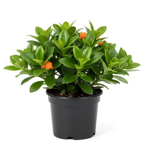 Goldfish Plant Live – 4 Inch Live Potted Houseplant | Trailing Indoor Plant with Orange Blooms