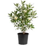 Sweetbay Magnolia Tree Live Plant, 3 Feet Tall in 3 Gallon Pot, Vigorous Cold-Hardy Flowering Plant, Sturdy Low Maintenance Shade Tree with Fragrant White Blooms (No Ship to CA,HI,AK)