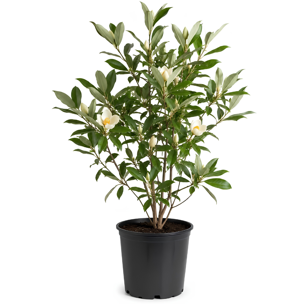 (No Ship to CA,HI,AK) Sweetbay Magnolia Tree Live Plant, 3 Feet Tall in 3 Gallon Pot, Vigorous Cold-Hardy Flowering Plant, Sturdy Low Maintenance Shade Tree with Fragrant White Blooms