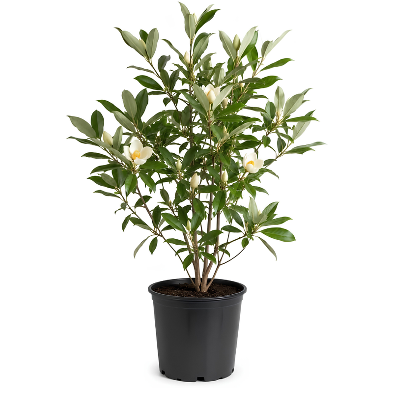 Sweetbay Magnolia Tree Live Plant, 3 Feet Tall in 3 Gallon Pot, Vigorous Cold-Hardy Flowering Plant, Sturdy Low Maintenance Shade Tree with Fragrant White Blooms (No Ship to CA,HI,AK)