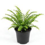 Lemon Button Fern Plant, 2 Inch Pot Size, Easy Care Indoor Greenery, Petite Round Foliage for Home and Office Décor