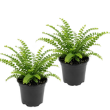 2 Lemon Button Fern Live Plant, 2 Inch Pot, Potted Nephrolepis Cordifolia, Small Indoor Fern for Desks and Terrariums