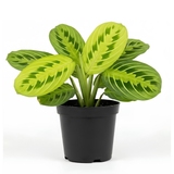 Maranta Lemon Lime Prayer Plant Live, 4 Inch Pot, Potted Prayer Plant, Vibrant Green Foliage Indoor Plant for Home and Office