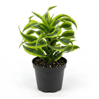 Dracaena Tornado Live Plant, 4 Inch Pot, Sturdy Low Maintenance Indoor Plant with Twisted Curly Leaves for Home & Office Desk Decor
