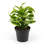 Dracaena Tornado Live Plant, 4 Inch Pot, Sturdy Low Maintenance Indoor Plant with Twisted Curly Leaves for Home & Office Desk Decor