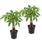 2 Money Tree Plant Indoor Live, 4 Inch Pot, Potted Pachira Aquatica, Braided Stem Indoor Tree for Home and Office Décor