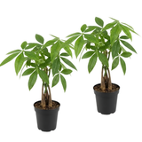2 Money Tree Plant Indoor Live, 4 Inch Pot, Potted Pachira Aquatica, Braided Stem Indoor Tree for Home and Office Décor