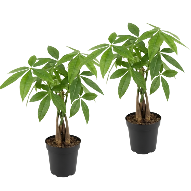2 Money Tree Plant Indoor Live, 4 Inch Pot, Potted Pachira Aquatica, Braided Stem Indoor Tree for Home and Office Décor
