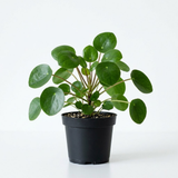 Pilea Peperomioides Live House Plant in 2 Inch Pot, Chinese Money Plant Live for Planting, Compact Indoor Plant for Modern Home & Office Settings, Real Plants for Easy Indoor Gardening