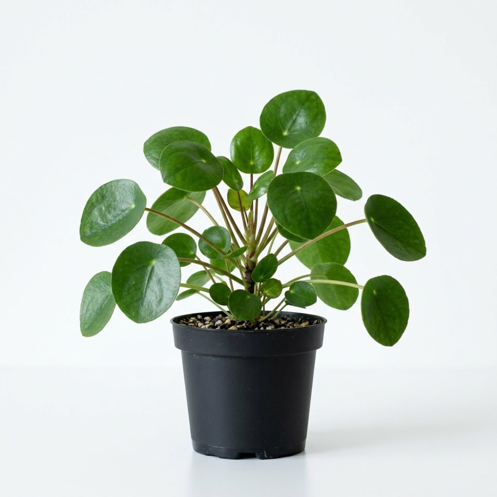 Pilea Peperomioides Live House Plant in 2 Inch Pot, Chinese Money Plant Live for Planting, Compact Indoor Plant for Modern Home & Office Settings, Real Plants for Easy Indoor Gardening