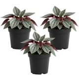 3 Peperomia Plant Live, Peperomia Napoli Nights in 2 Inch Pot, Rare Houseplant for Tabletop Display, Gifting and Indoor Collections