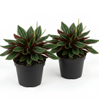 2 Peperomia Live Plant, Peperomia ‘Rosso’, 4 Inch Pot Size, Low Maintenance Indoor Plant, Unique Red Underside Leaf Plant for Bright Indirect Light