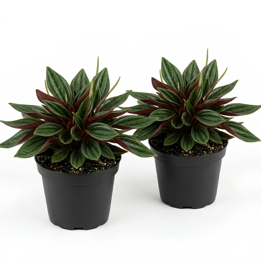 2 Peperomia Live Plant, Peperomia ‘Rosso’, 4 Inch Pot Size, Low Maintenance Indoor Plant, Unique Red Underside Leaf Plant for Bright Indirect Light