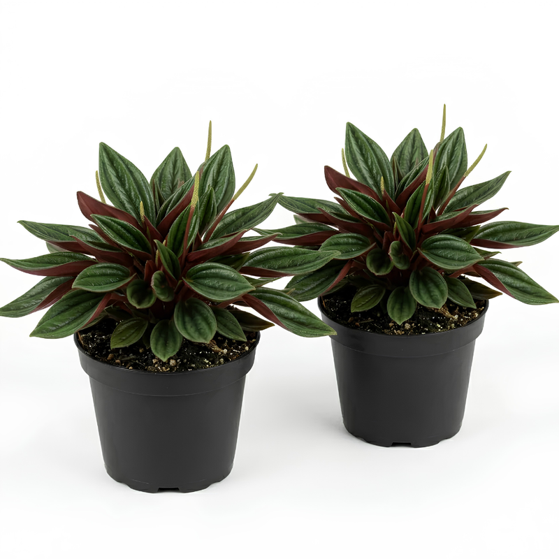 2 Peperomia Live Plant, Peperomia ‘Rosso’, 4 Inch Pot Size, Low Maintenance Indoor Plant, Unique Red Underside Leaf Plant for Bright Indirect Light