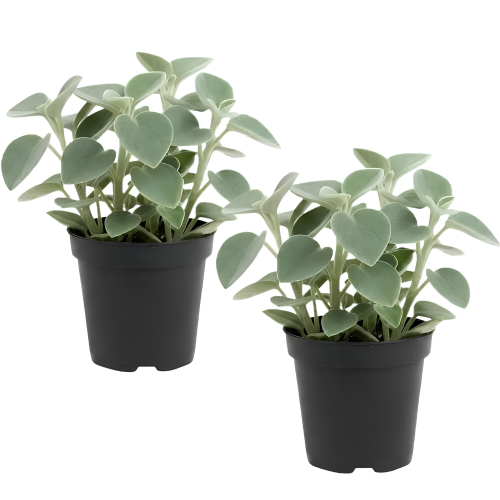 2 Peperomia Incana, Peperomia Plant Live in 4 Inch Pot, Soft-Leaf Indoor Plant for Home Decor, Office Desks and Shelves