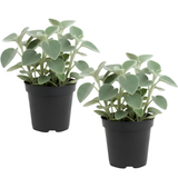 2 Peperomia Incana, Peperomia Plant Live in 4 Inch Pot, Soft-Leaf Indoor Plant for Home Decor, Office Desks and Shelves