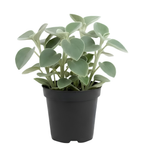 Peperomia Plant Live, Peperomia Incana in 4 Inch Pot, Compact Indoor Plant for Living Spaces, Gifting and Minimalist Interiors