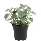 Peperomia Plant Live, Peperomia Incana in 4 Inch Pot, Compact Indoor Plant for Living Spaces, Gifting and Minimalist Interiors