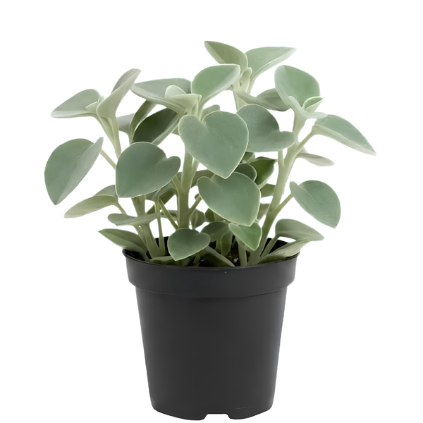 Peperomia Plant Live, Peperomia Incana in 4 Inch Pot, Compact Indoor Plant for Living Spaces, Gifting and Minimalist Interiors
