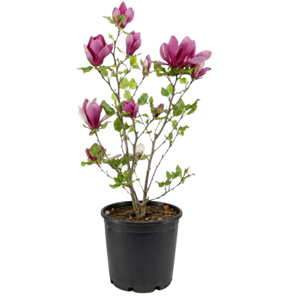 (No Ship to CA,HI,AK) Jane Magnolia Tree Live Plant, 3 Feet Tall in 3 Gallon Pot, Vigorous Cold-Hardy Deciduous Shrub, Sturdy Low Maintenance Plant for Pink Spring Blooms & Garden Landscapes
