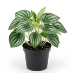 Peperomia Live Plant, Peperomia Watermelon Houseplant in 4'' Inch Pot, Easy Indoor Plant Live for Shelves, Desks & Small Spaces