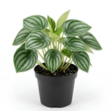 Peperomia Live Plant, Peperomia Watermelon Houseplant in 4'' Inch Pot, Easy Indoor Plant Live for Shelves, Desks & Small Spaces