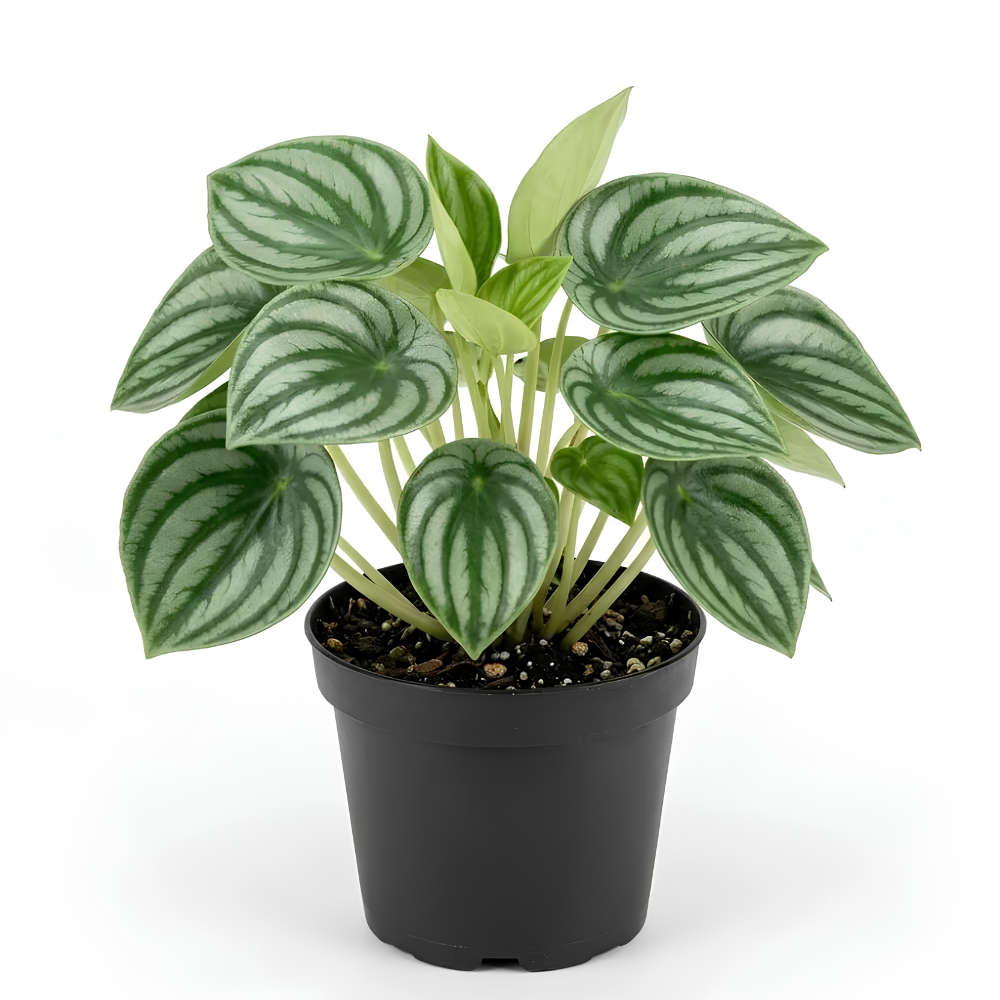Peperomia Live Plant, Peperomia Watermelon Houseplant in 4'' Inch Pot, Easy Indoor Plant Live for Shelves, Desks & Small Spaces