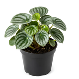 Peperomia Watermelon Live Plant, 4'' Inch Pot, Easy-Care Peperomia Live Indoor Houseplant, Attractive Peperomia Argyreia Plant for Home & Office Décor