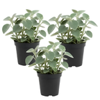 3 Peperomia Live Plant, Peperomia Incana 4 Inch Potted Plant, Indoor Houseplant for Tabletop Decor, Workspaces and Easy Care Display